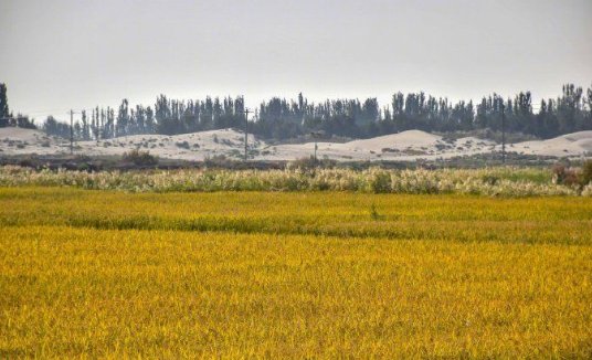 袁隆平团队沙漠海水稻亩产超千斤，海水稻是怎么种出来的？