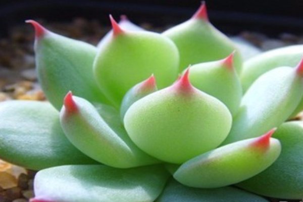 多肉植物怎么养，多肉植物的养殖方法和注意事项