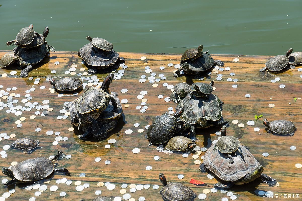 麝香龟为什么那么臭，喜欢什么水？