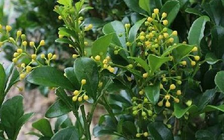 米兰花的特点是什么？