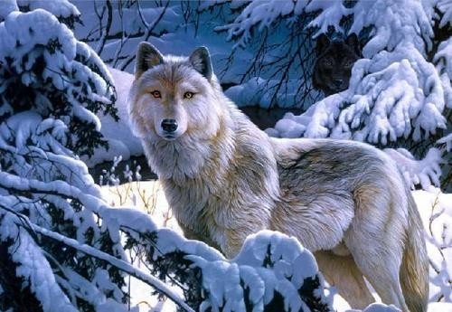 雪狼一般生活在哪里？