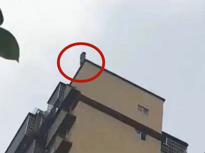 父亲欲接25楼跳下女儿被砸身亡，其女儿因何跳楼？