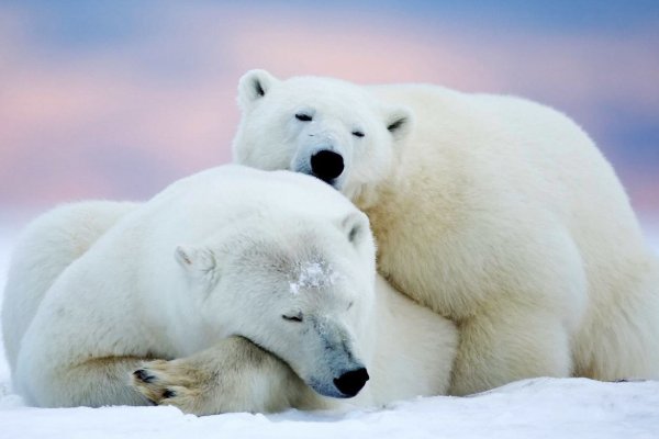 心酸!饥饿的北极熊打劫垃圾车,冰川消融为何北极熊就没饭吃?