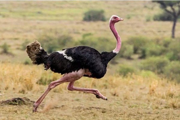 鸵鸟奔跑的时速最快多少？