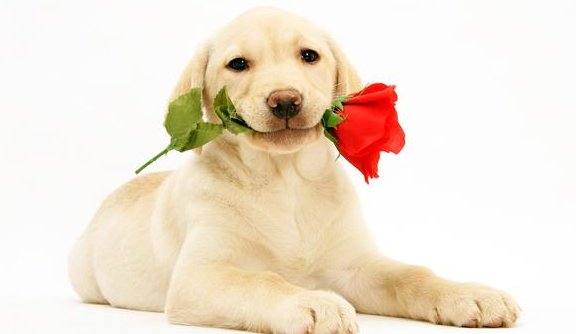 走狗的定义是什么意思？