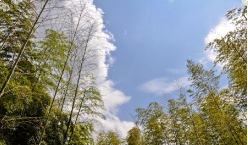 青竹 毛竹 有何区别？