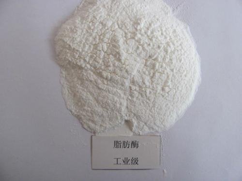 什么是脂肪酶?要怎么补充脂肪酶？