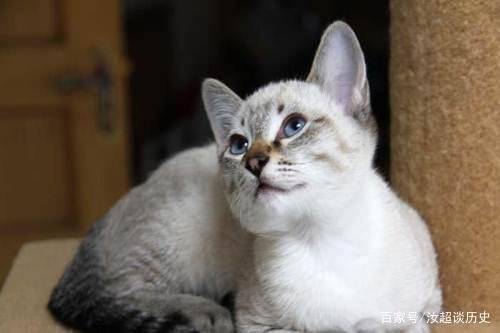 暹罗猫变黑的原因，你家“煤老板”糊了吗？