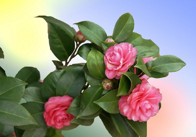 春天的花有哪些图片