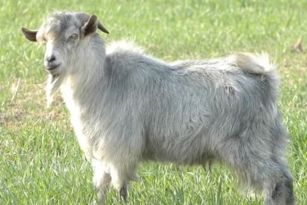 古代的牵羊礼是怎么一个流程？