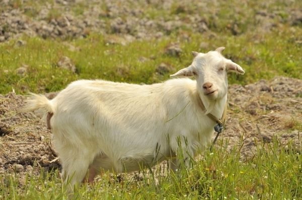 古代的牵羊礼是怎么一个流程？