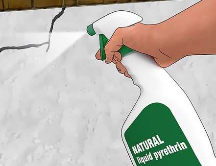 家里的蠹虫怎么去？