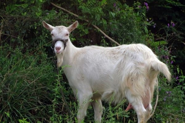 古代的牵羊礼是怎么一个流程？