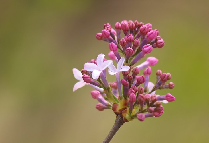 哈尔滨的市花是丁香花，它作为市花的理由是什么？