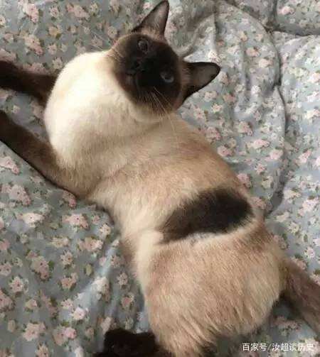 暹罗猫变黑的原因，你家“煤老板”糊了吗？