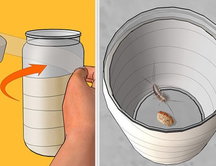 家里的蠹虫怎么去？