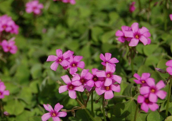 春天的花有哪些图片