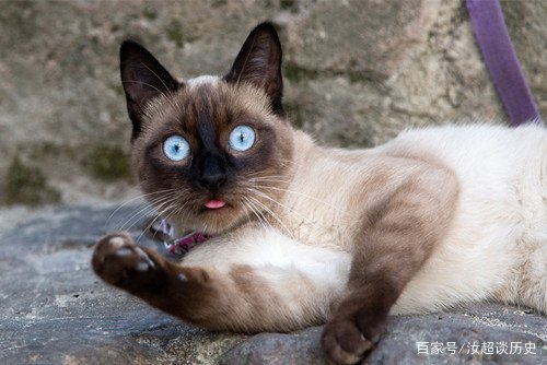 暹罗猫变黑的原因，你家“煤老板”糊了吗？