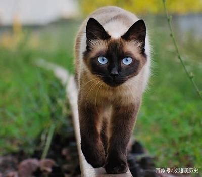 暹罗猫变黑的原因，你家“煤老板”糊了吗？