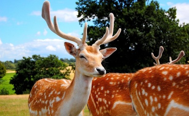 国家一级保护动物