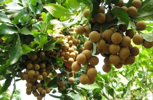 厦门特产是什么