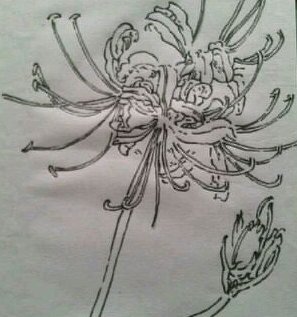 求高人指点，怎么画曼珠沙华