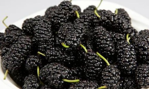 桑树果可以吃吗？如果能吃！吃它有好处吗？