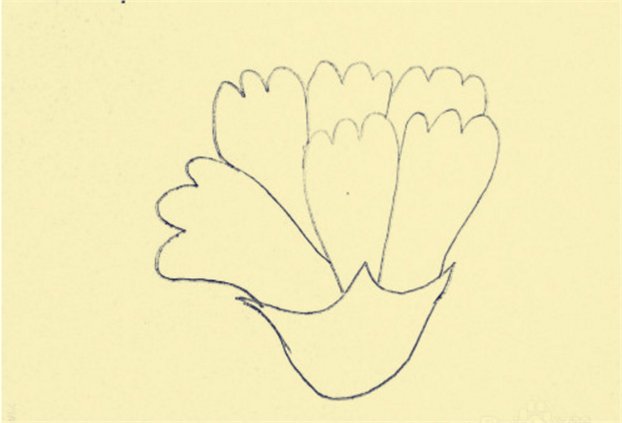 简单的康乃馨怎么画