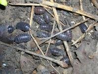 西瓜虫是什么虫？