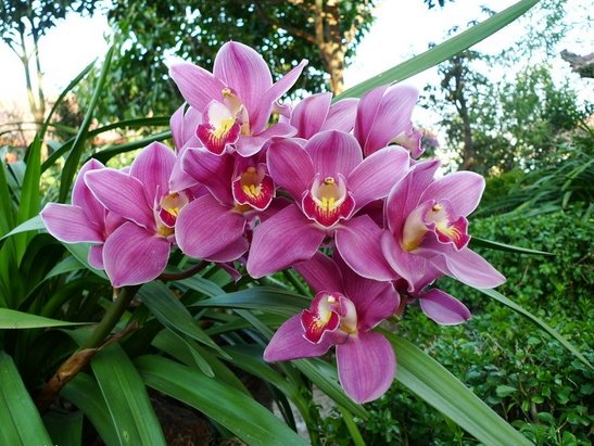 虎头兰的养殖方法和注意事项有什么