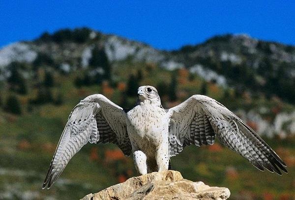 古代发生的毙鹰事件，其事实真相究竟是哪样的？