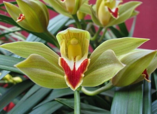 虎头兰的养殖方法和注意事项有什么