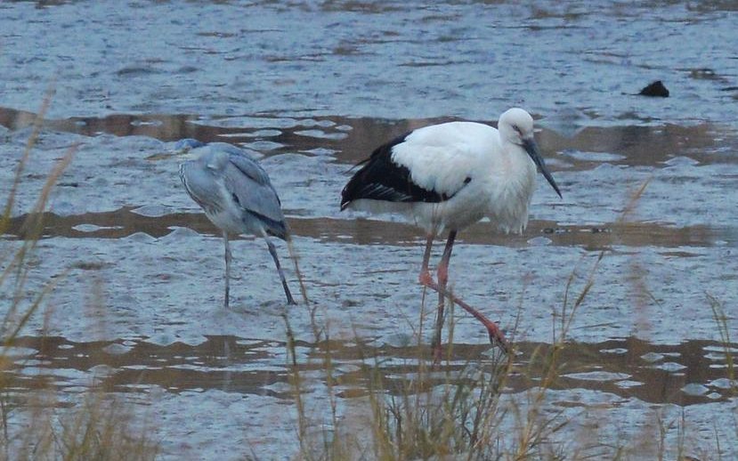 国家一级保护动物东方白鹳现身青岛是真的吗？