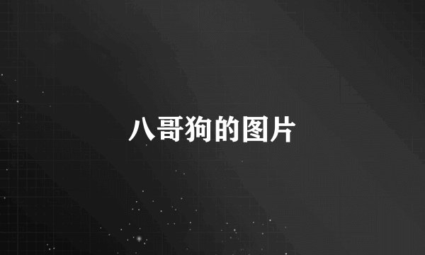 八哥狗的图片