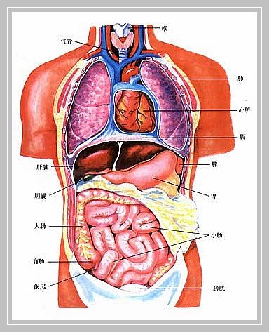 胃位于人体哪个位子