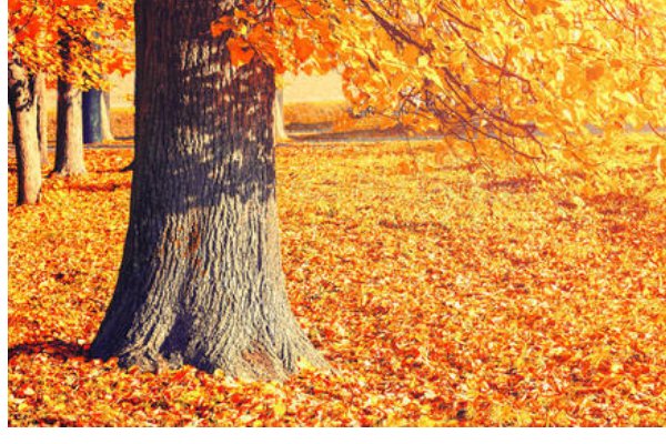 秋天的感觉是什么样的