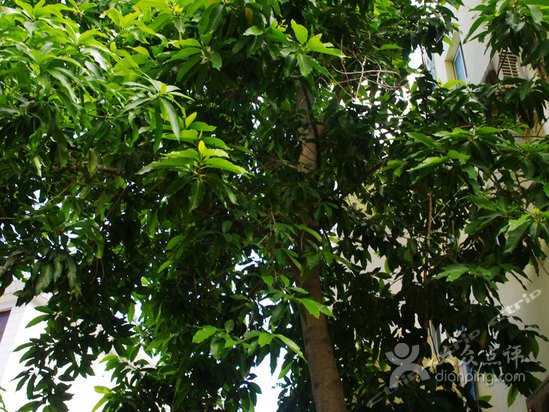 白兰树的生长环境