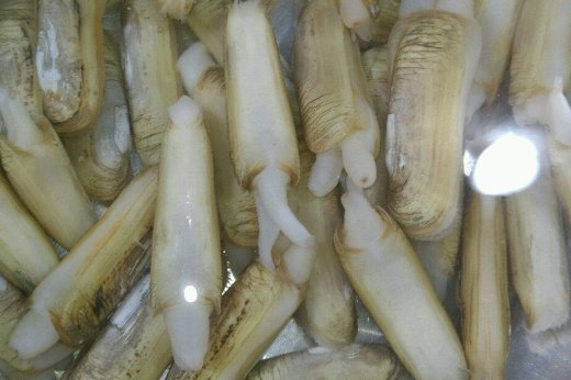 蛏子怎么清洗干净 怎样去除蛏子里的泥沙