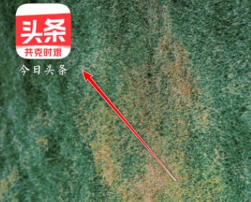 现在今日头条如何授权同步微信公众号？