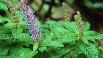 求凉粉草图片要详细