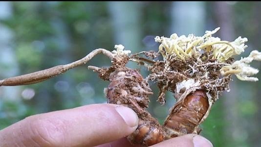 知了幼虫头上长草，是什么草