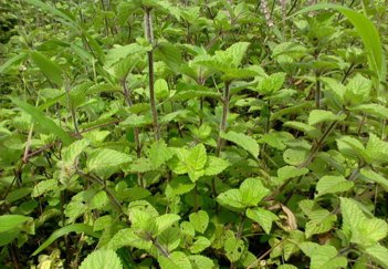 求凉粉草图片要详细