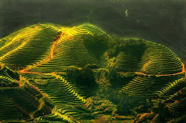 白茶的主要产地在哪里？