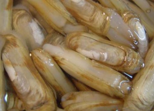 蛏子怎么清洗干净 怎样去除蛏子里的泥沙