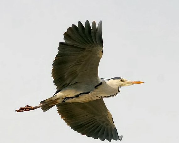 苍鹭的别名叫什么？最好发张图片看看。