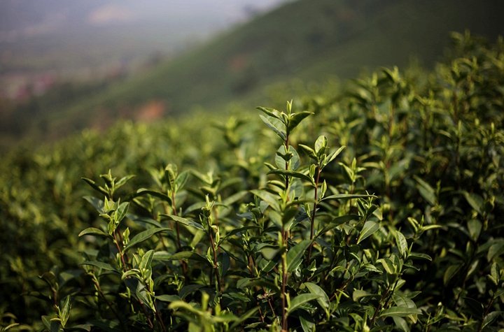 白茶的主要产地在哪里？