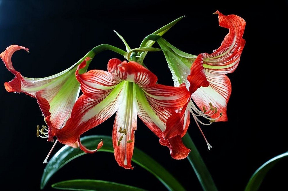 鹤顶红是什么植物啊？