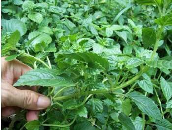 求凉粉草图片要详细