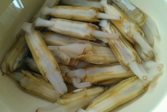 蛏子怎么清洗干净 怎样去除蛏子里的泥沙