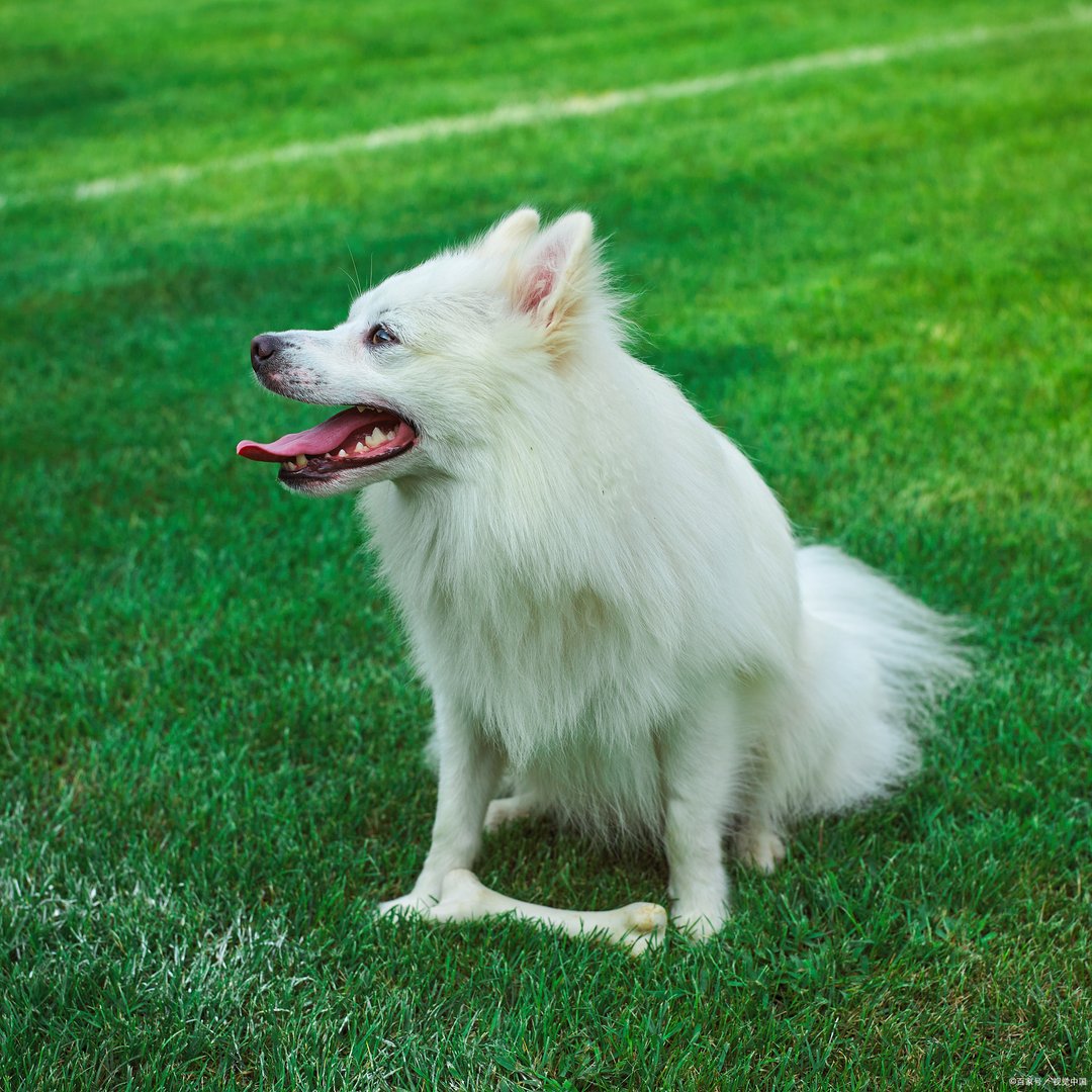 银狐犬长得像狐狸一样，那这么好看的狗狗为什么很少有人养呢?